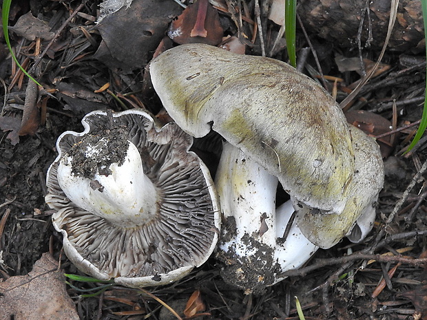 čírovka hnedá Tricholoma luridum (Schaeff.) P. Kumm.