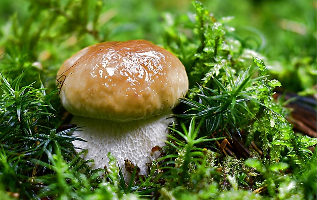 hríb smrekový Boletus edulis Bull.