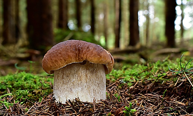 hríb smrekový Boletus edulis Bull.