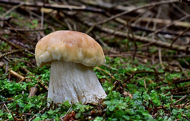 hríb smrekový Boletus edulis Bull.