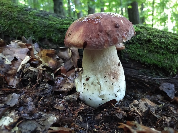 hríb sosnový Boletus pinophilus Pil. et Dermek in Pil.