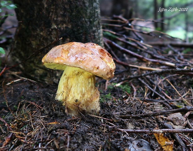 hríb horský Butyriboletus subappendiculatus (Dermek, Lazebn. & J. Veselský) D. Arora & J.L. Frank