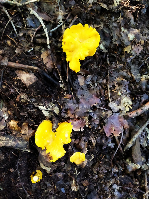 kuriatko Cantharellus sp.