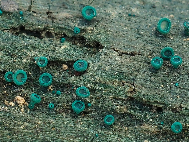 zelenica Chlorociboria sp.