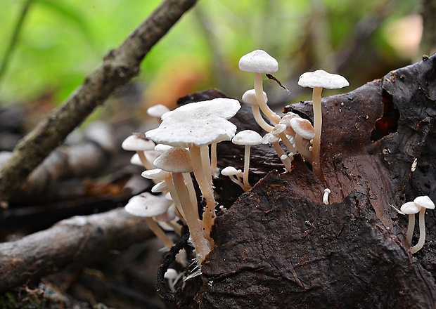 peniazovka štetinkatá Collybia cirrhata (Schumach.) Quél.