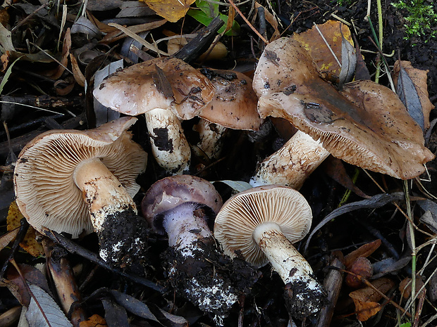 pavučinovec hrdzavý Cortinarius daulnoyae (Quél.) Sacc.