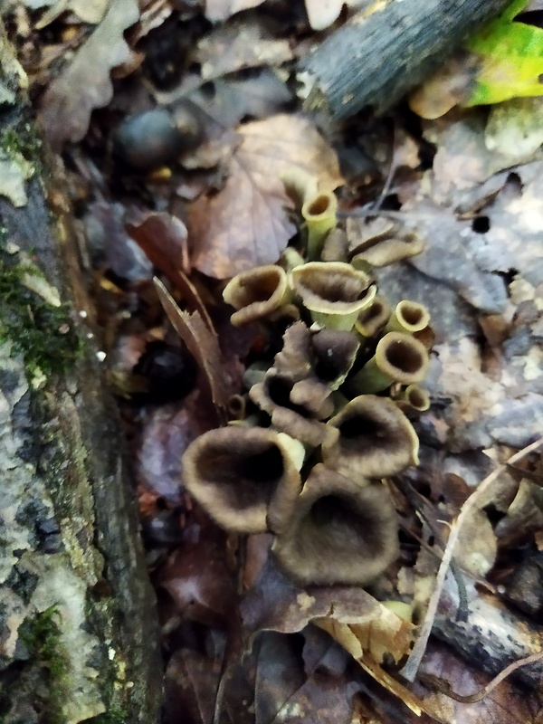 lievik trúbkovitý Craterellus cornucopioides (L.) Pers.