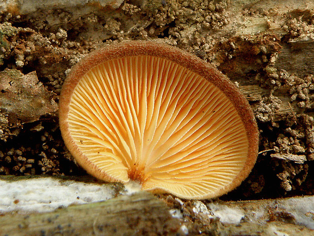 pahliva šafranová Crepidotus crocophyllus (Berk.) Sacc.