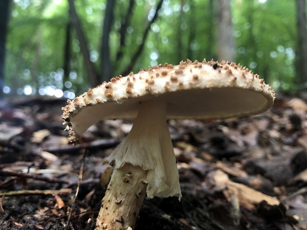 bedlička ostrošupinatá Echinoderma asperum (Pers.) Bon