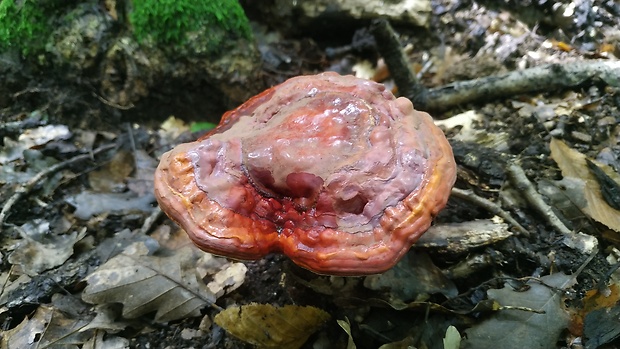 lesklokôrovka obyčajná Ganoderma lucidum (Curtis) P. Karst.