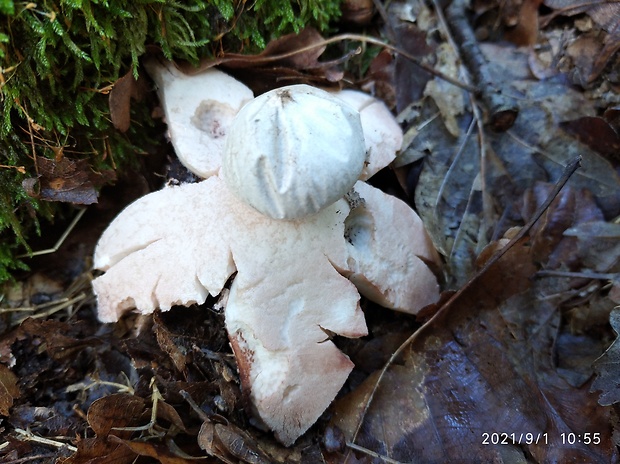 hviezdovka Geastrum sp.