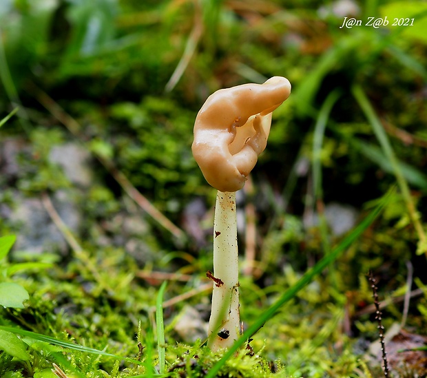 chriapač pružný Helvella elastica Bull.