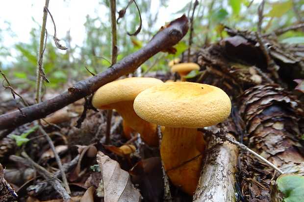 líška oranžová Hygrophoropsis aurantiaca (Wulfen) Maire