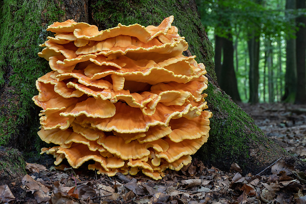 sírovec obyčajný Laetiporus sulphureus (Bull.) Murrill