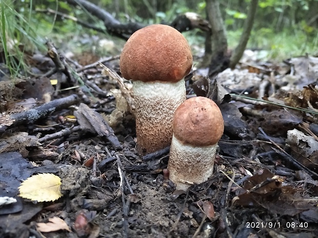 kozák dubový Leccinum aurantiacum (Bull.) Gray