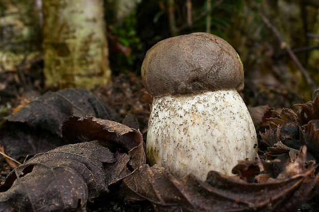 kozák brezový Leccinum scabrum (Bull.) Gray