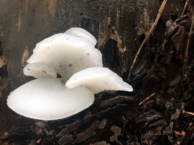 pajelenka želatínová Pseudohydnum gelatinosum (Scop.) P. Karst.