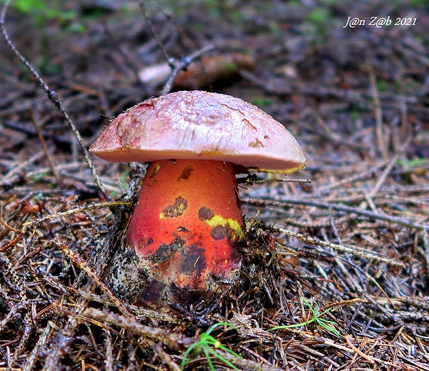 hríb úhľadný horský Rubroboletus rubrosanguineus (Cheype) Kuan Zhao & Zhu L. Yang