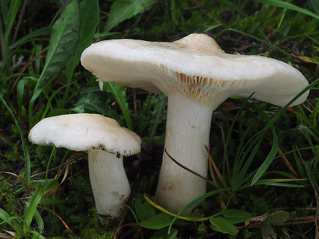 plávka slonovinová Russula galochroa (Fr.) Fr.