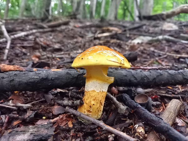 masliak smrekovcový Suillus grevillei (Klotzsch) Singer