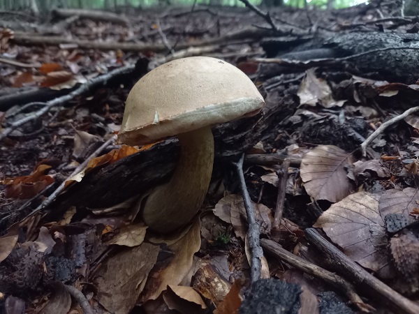 podhríb žlčový Tylopilus felleus (Bull.) P. Karst.