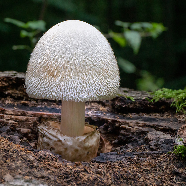 pošvovec stromový Volvariella bombycina (Schaeff.) Singer