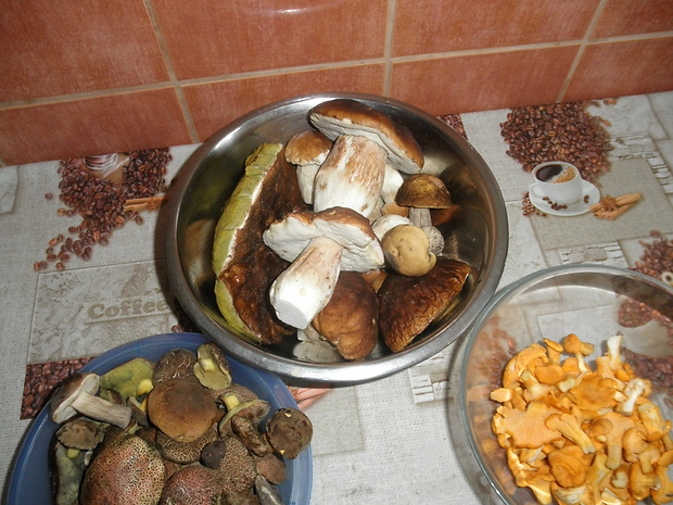 hríb dubový Boletus reticulatus Schaeff.