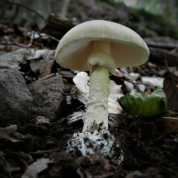 muchotrávka zelená Amanita phalloides (Vaill. ex Fr.) Link