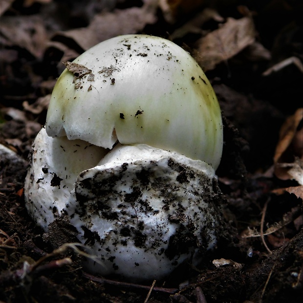 muchotrávka zelená Amanita phalloides (Vaill. ex Fr.) Link