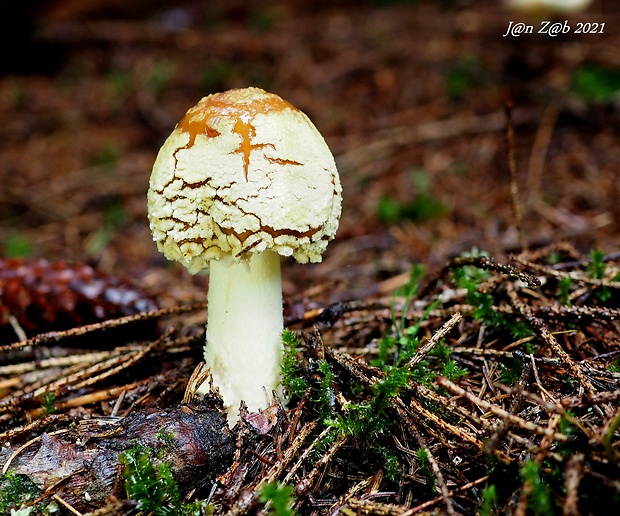 muchotrávka kráľovská Amanita regalis (Fr.) Michael