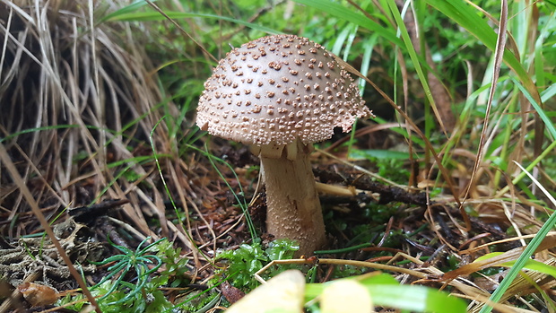 muchotrávka červenkastá Amanita rubescens Pers.