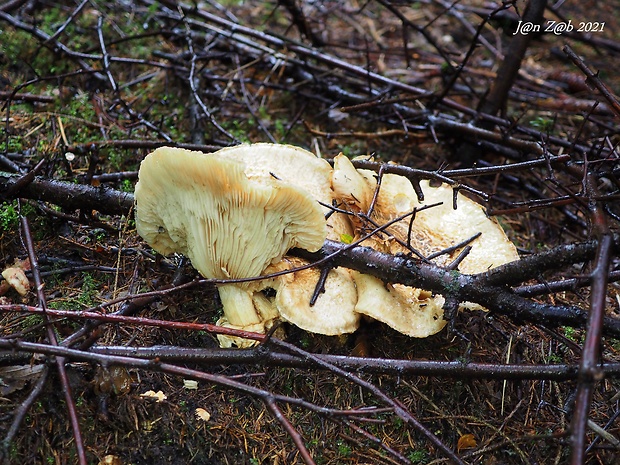 náramkovka cisárska Catathelasma imperiale (P. Karst.) Singer