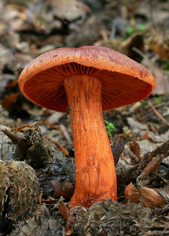 pavučinovec rumelkový Cortinarius cinnabarinus Fr.