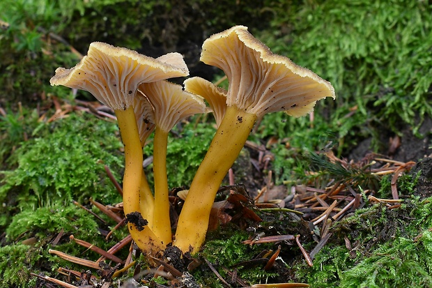 kuriatko lievikovité Craterellus tubaeformis (Fr.) Quél.