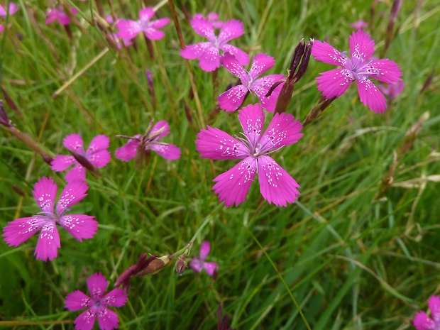 klinček slzičkový Dianthus deltoides L.