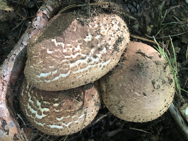 bedlička ostrošupinatá Echinoderma asperum (Pers.) Bon