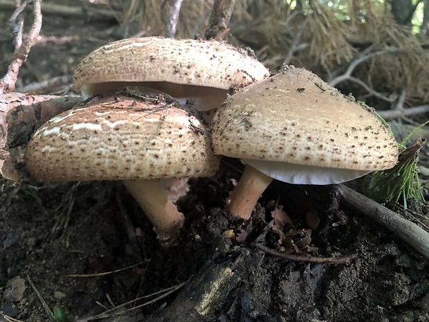 bedlička ostrošupinatá Echinoderma asperum (Pers.) Bon