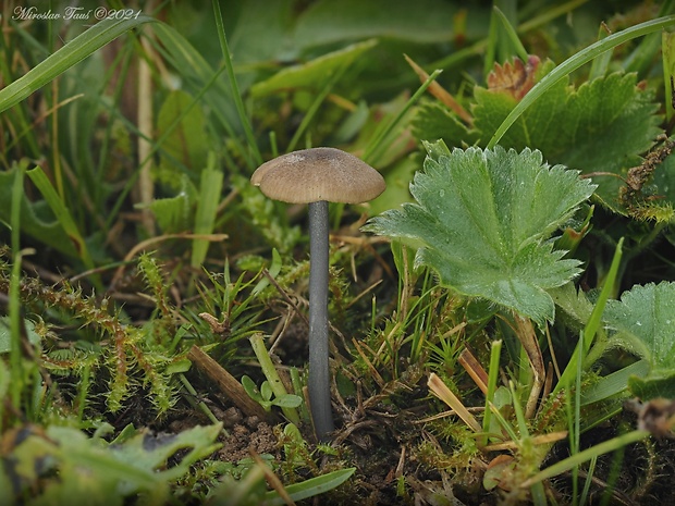 hodvábnica Entoloma sp.