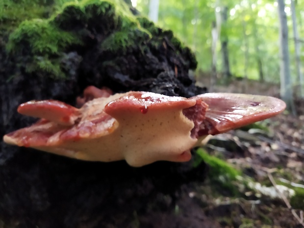 pečeňovec dubový Fistulina hepatica (Schaeff.) With.