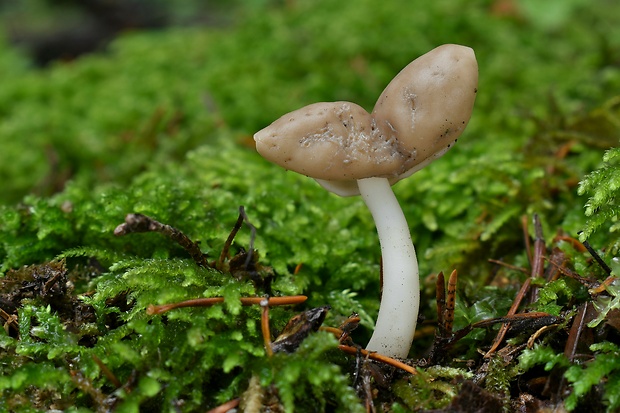 chriapač pružný Helvella elastica Bull.