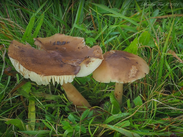 lúčnica lúhová Hygrocybe ingrata J.P. Jensen & F.H. Møller