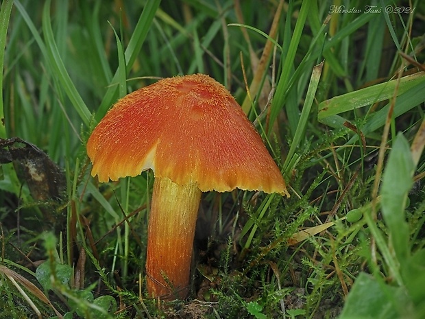 lúčnica ohnivá Hygrocybe intermedia (Pass.) Fayod