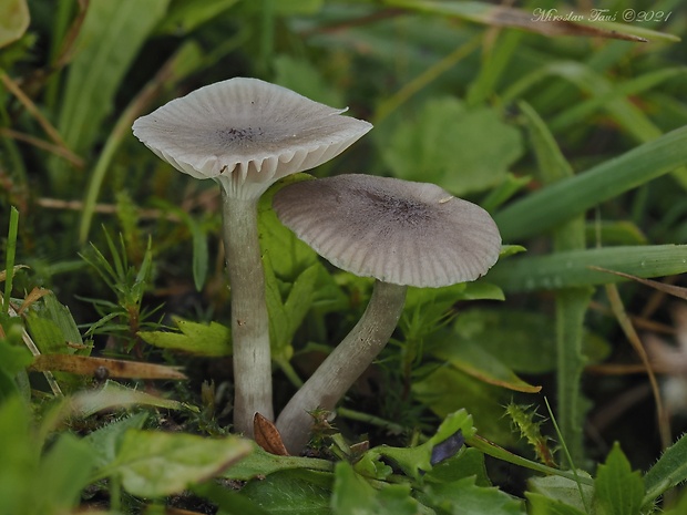 lúčnica Hygrocybe radiata Arnolds