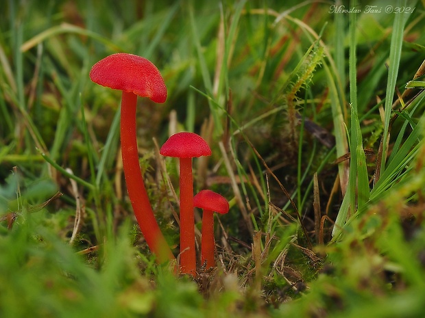 lúčnica Hygrocybe sp.