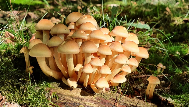 strapcovka tehlovočervená Hypholoma lateritium (Schaeff.) P. Kumm.