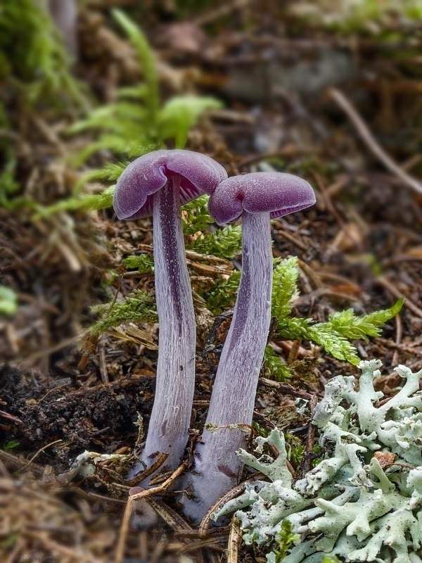 lakovka ametystová Laccaria amethystina (Huds.) Cooke