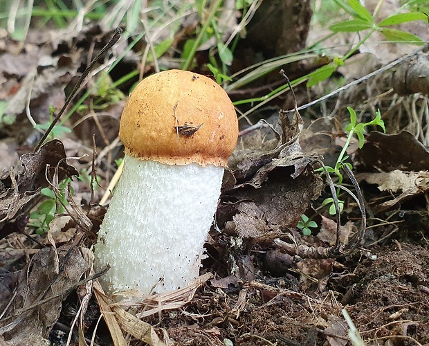 kozák osikový Leccinum albostipitatum den Bakker & Noordel.