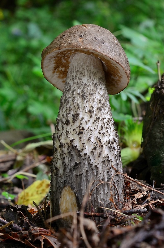 kozák brezový Leccinum scabrum (Bull.) Gray