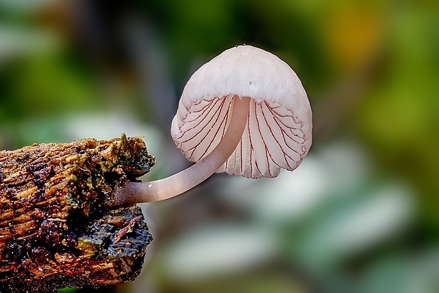 prilbička červenoobrúbená Mycena rubromarginata (Fr.) P. Kumm.