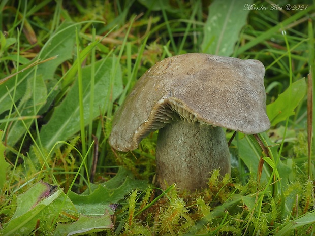 číruška černejúca Pseudotricholoma metapodium (Fr.) Sánchez-García & Matheny